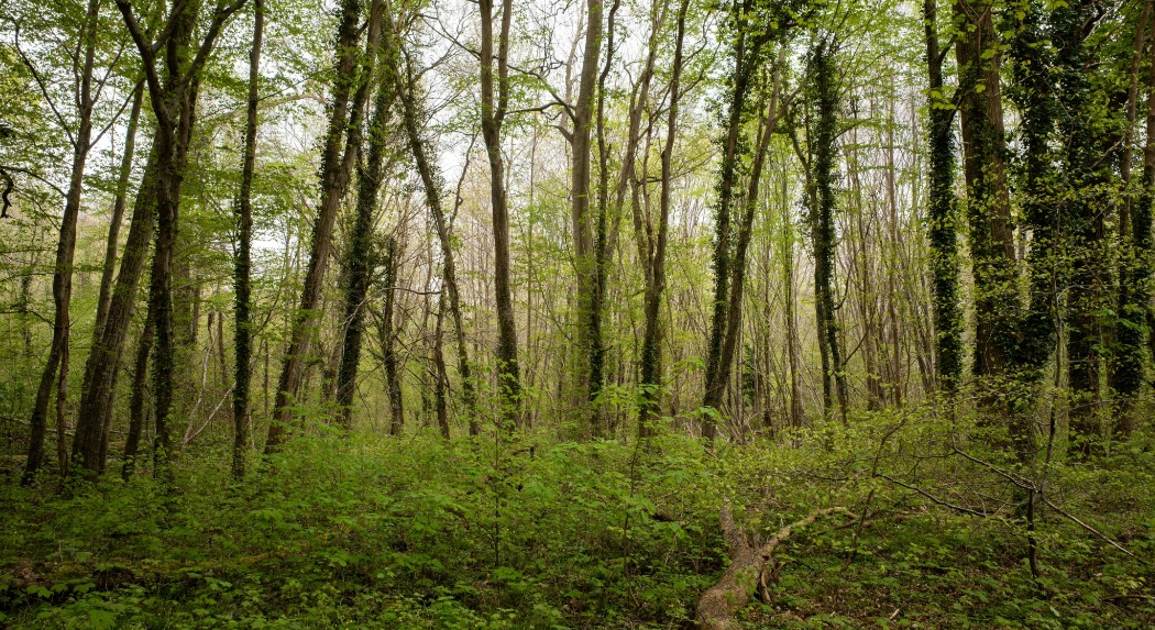 AM: a KEHOP Plusz keretében elindult a biológiai sokféleség állapotának korszerű módszerekkel történő nyomon követését megalapozó 5 éves kiemelt projekt